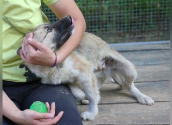Gut gelaunter FRITZI ist ein charmanter und lustiger Hundebub