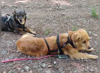Bolota, Mix Dackel / Spaniel, noch schüchtern und ängstlich