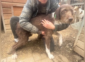 ♥GRETA♥ ganz liebe, tolle Junghündin, die im Tierheim große Angst hat 53 cm