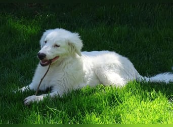 Arik, bereits auf PS in 57223 Kreuztal, sucht wunervolles Zuhause!
