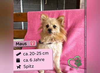 Maus