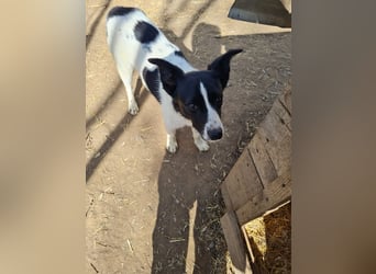 Valet, 1j, 10m altes Mädchen,  SH ca. mittelgroß, freundlich, verspielt, aktiv, sozial