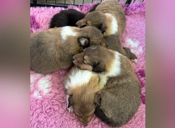 Wundervolle Collie-Welpen aus liebevoller VDH-Zucht suchen ein liebevolles Zuhause