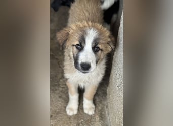 Zarina, geb. ca. 01/2025, lebt in GRIECHENLAND, im städt. Tierheim Serres