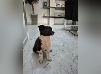 Telma