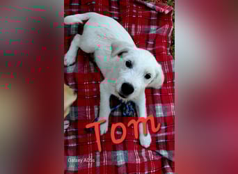 Tom sucht seine Menschen