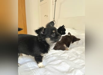 Fröhliche Chihuahua-Hùndin