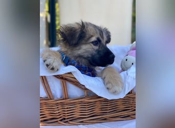 Dömpi LM - Zuhause gesucht – Neun kleine Hundekinder auf großer Mission