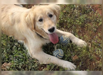 Tolle, liebevolle, aktive Traumhündin Nika, Golden Retriever
