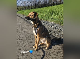 Buddy wartet in 97616 Salz