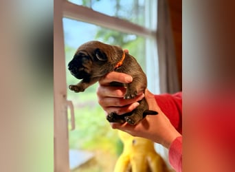 Wurf Cane Corso/Flat & Broholmer