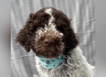 Lagotto Romagnolo / Wasserhund/ Trüffel Suchhund
