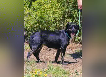 Joia, Mix Labrador / Appenzeller Sennenhund, lieb und sozial