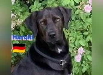 Haruki, 11/18 - VERMITTLUNGSHILFE, sucht DRINGEND