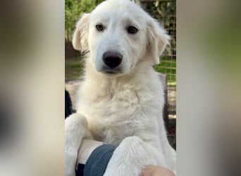 Ambra - drei, zwei, eins? meins!