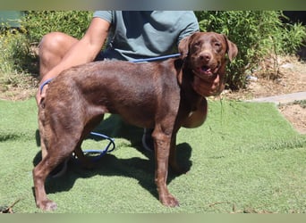 Zoe, Labrador-Mix, lieb und sozial