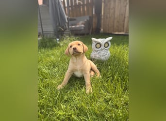 Labrador Welpen mit Ahnentafel
