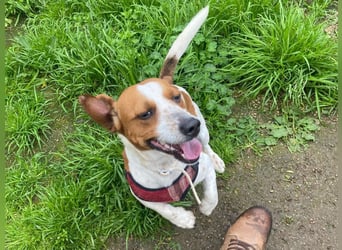 Rocco anhänglicher kleiner Rüde sucht neues Zuhause