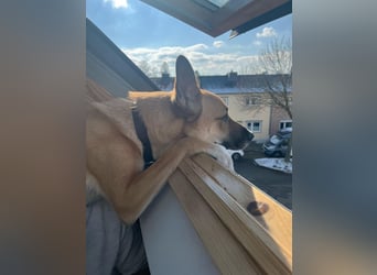Mica, 3 Jahre, sucht ein neues Zuhause