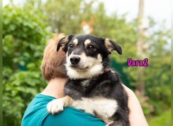 Dara2 01/2022  (in Deutschland) - sanfte, aktive und verschmuste, kleine Hündin!