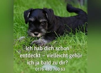 Zwergschnauzer Welpe schwarz silber  darf sofort ins neue Zuhause