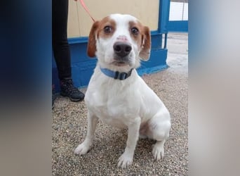 Rocky, möchte endlich aus dem Tierheim raus