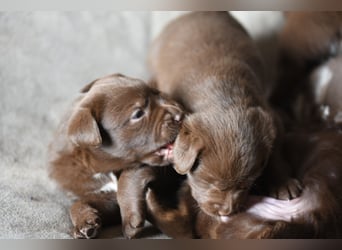 Aussiedor Aussiedorwelpe Welpe Australien Shepherd x Labrador