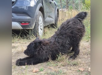 Bueno - freundlicher, verschmuster, ruhiger Schnauzer-Mix Rüde / z.Zt. noch in Rumänien