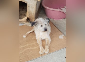 CHESTA sucht ein Zuhause