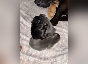 Labradorwelpen