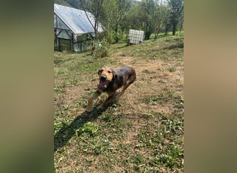 Leo - Jagdterrier Mix