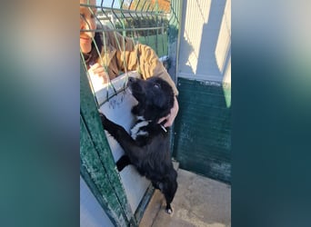 liebe Border Collie- kroatischer Schäferhund Mischling Lisa sucht ...