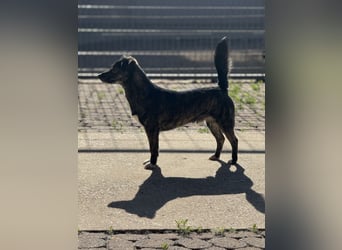 Lui - kleiner Hund mit großem Herz sucht 2te Chance