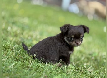 Wir haben aktuell Welpen. 2 Chihuahua Mädels