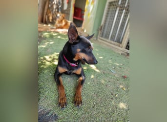 Coqueta, eine süße Pinscher Dame