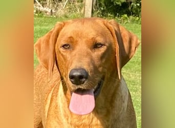Typvolle Labrador Welpen in Foxred/Dark Foxred aus einer Top Verpaarung