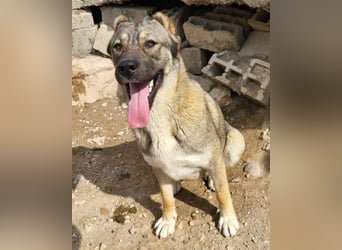 LILY❤️HSH-Mix-Hündin: eine echte Herzensbrecherin & sanfte Seele