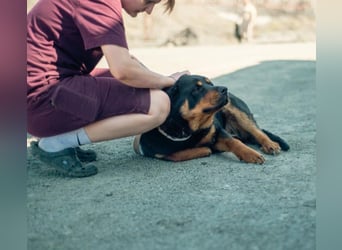 TAISON- sucht dringend ein neues Zuhause