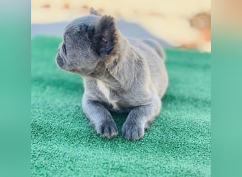 Fluffy Französische Bulldogge