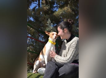 Wunderschöner PINCHO-aus der Tötung gerettet- liebenswert,zutraulich  sucht er endlich seine Familie