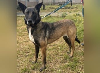 Traumhund Nela