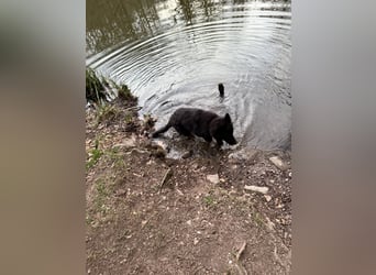 Altdeutscher Schäferhundwelpe