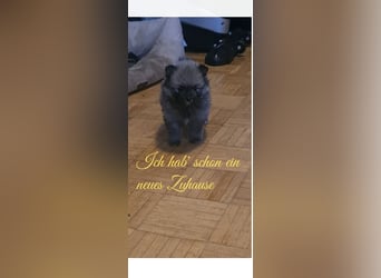 zuckersüße Pomeranianwelpen