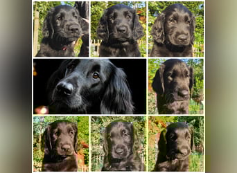 C - Wurf Flat Coated Retriever 2025