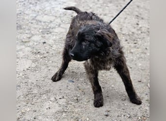 Wunderschön gestromtes Hundekind *Yanu* sucht sein Zuhause für immer