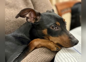 Chimpy ist ein aktiver, kleiner Kerl