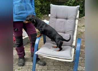 Mojo