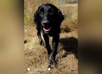 Vier wunderschöne Familienhunde suchen ein Zuhause