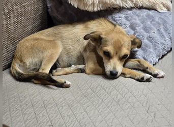 Pixie - Zarte Mama sucht ein eigenes Körbchen
