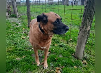 Zora sucht ein Zuhause